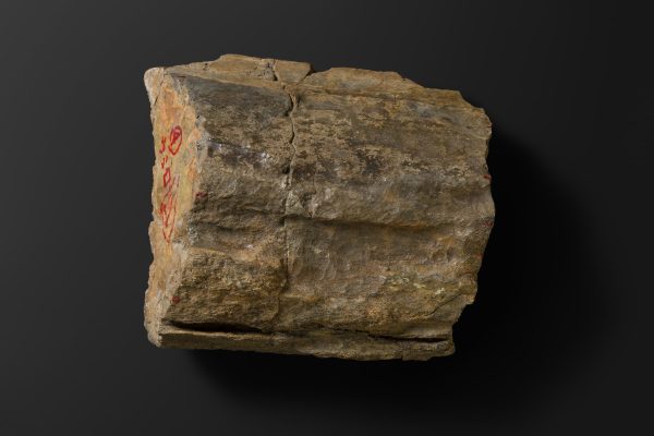 ほ乳類　マムロガワクジラの右下顎骨画像