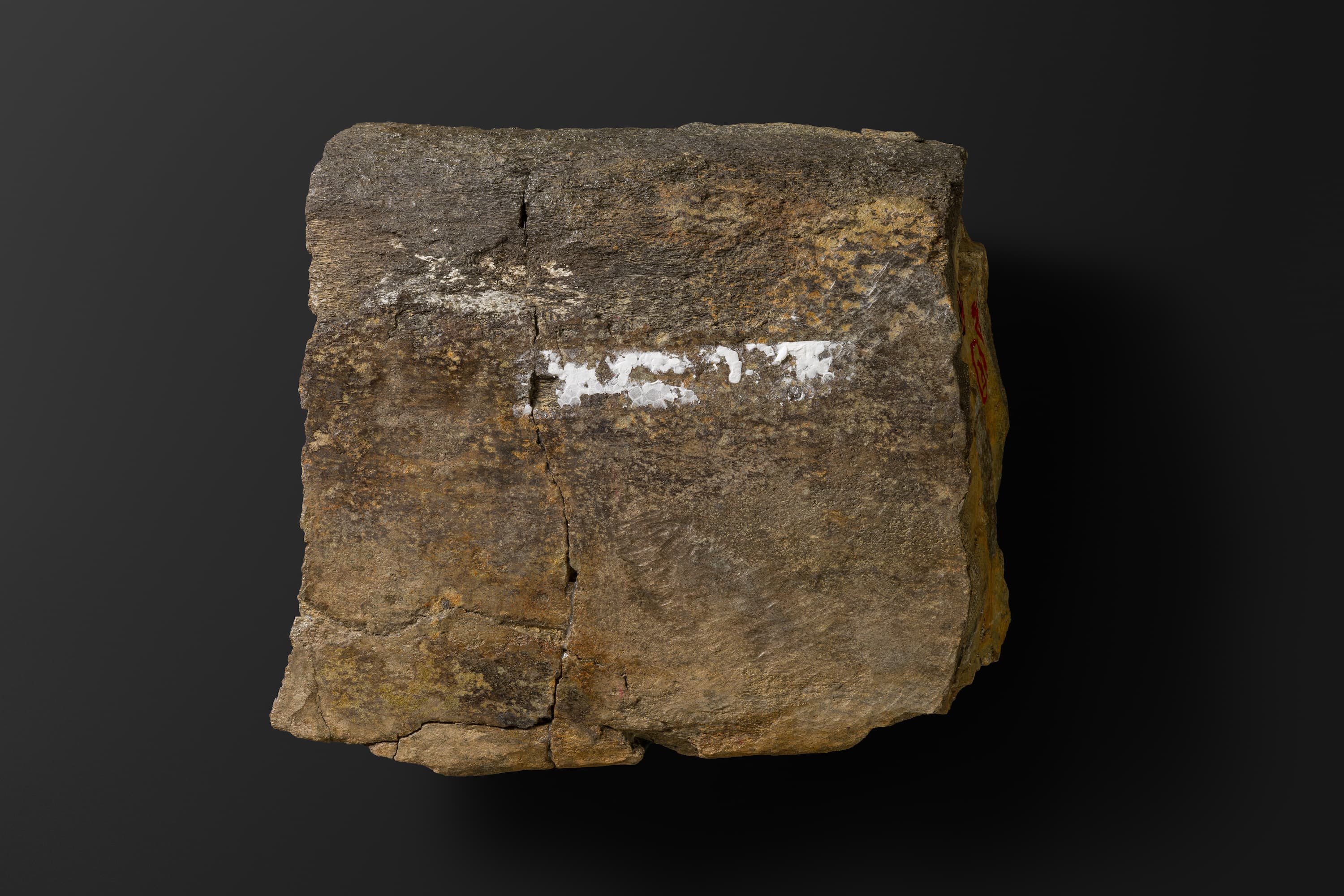 ほ乳類　マムロガワクジラの右下顎骨6_4_2