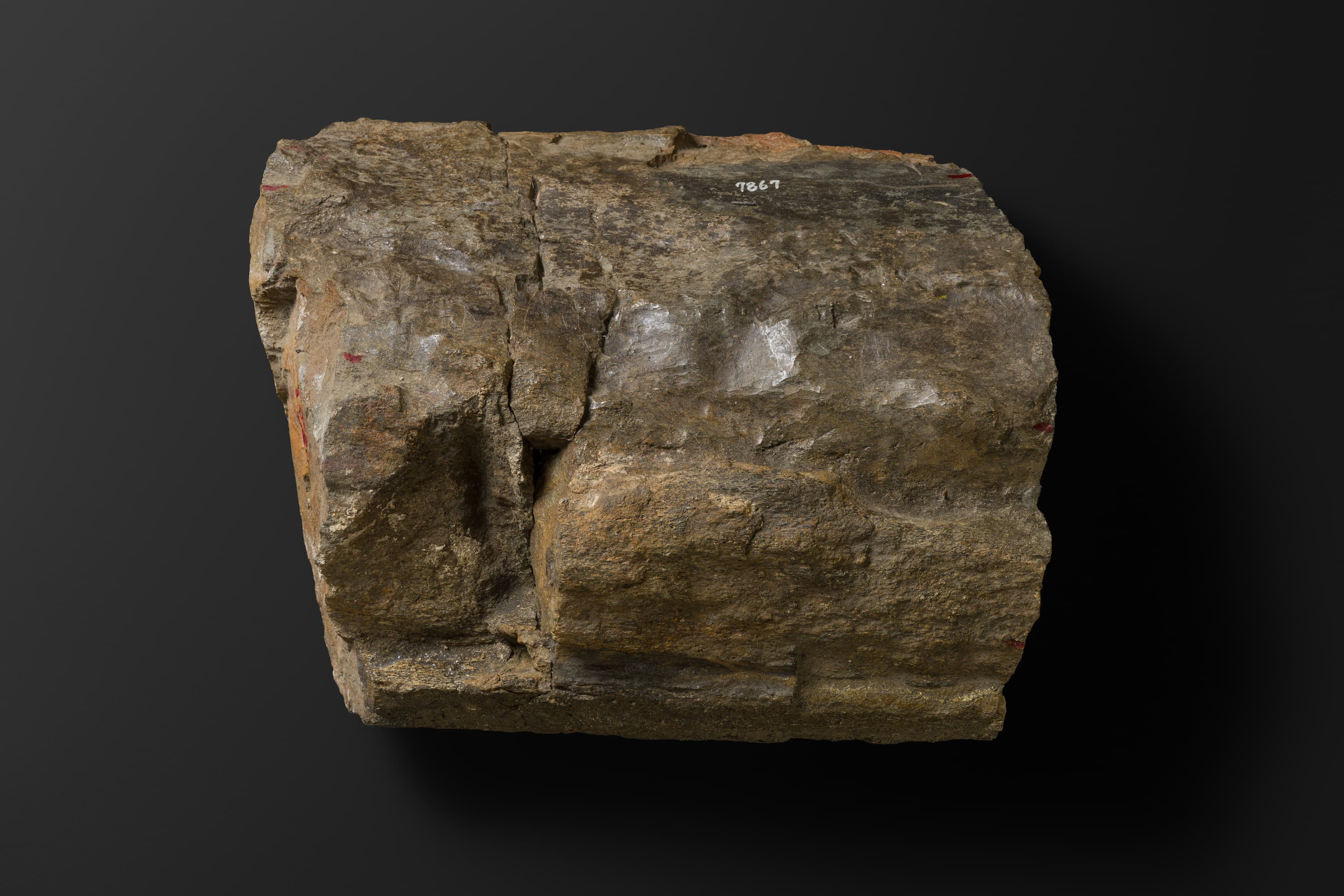 ほ乳類　マムロガワクジラの右下顎骨6_5_1