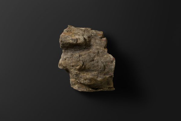 ほ乳類　マムロガワクジラの右下顎骨画像