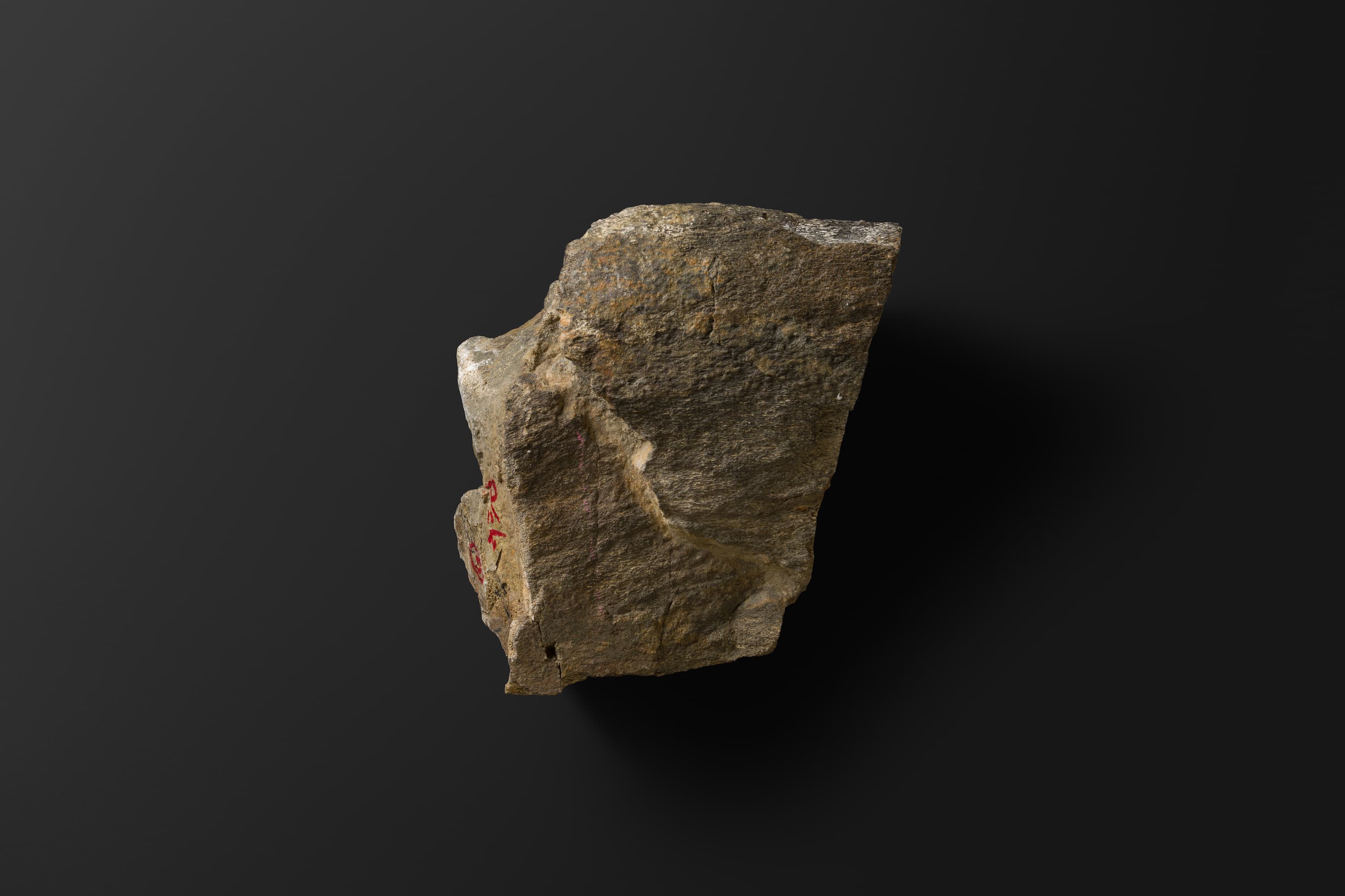 ほ乳類　マムロガワクジラの右下顎骨6_6_2