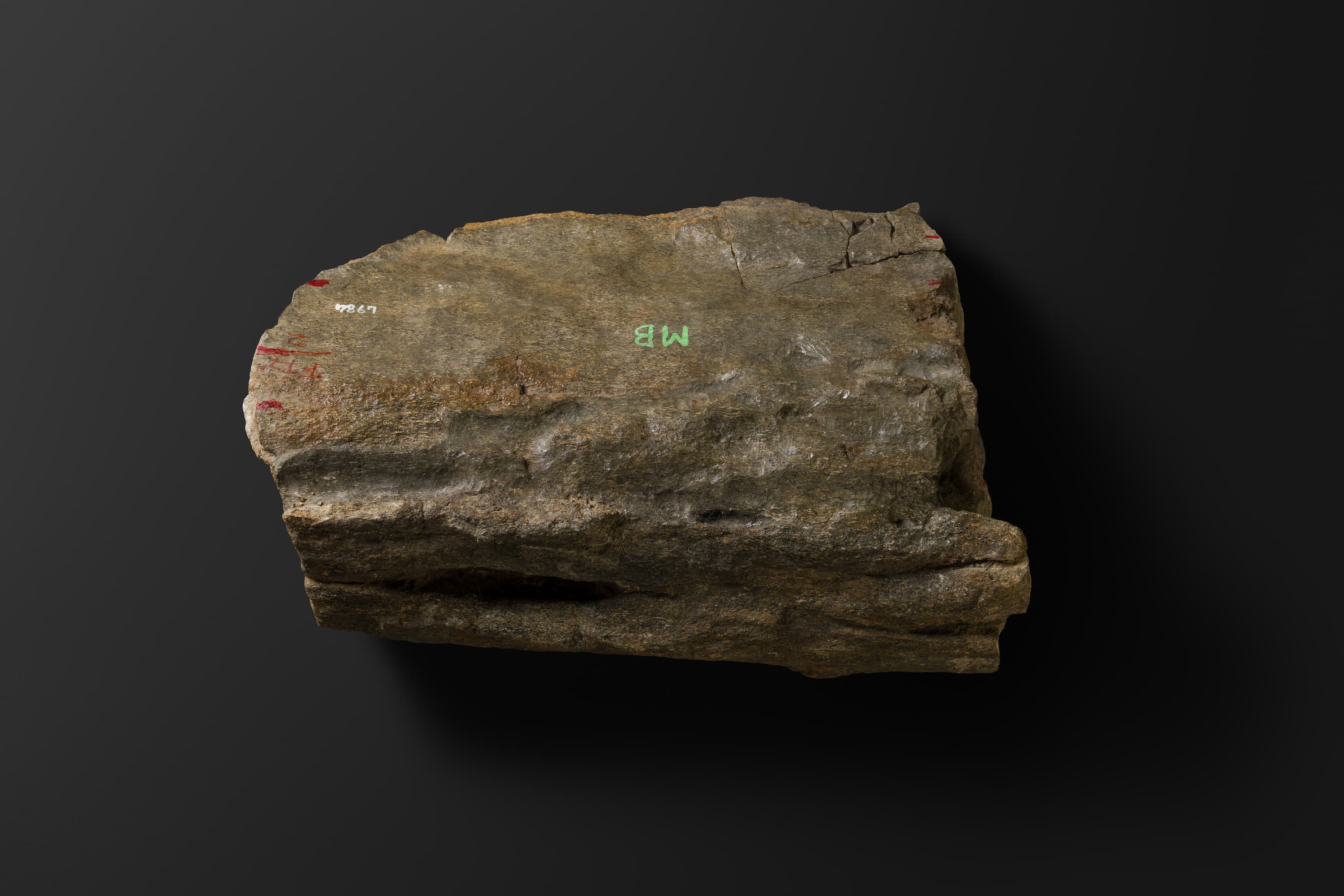 ほ乳類　マムロガワクジラの右下顎骨6_7_1