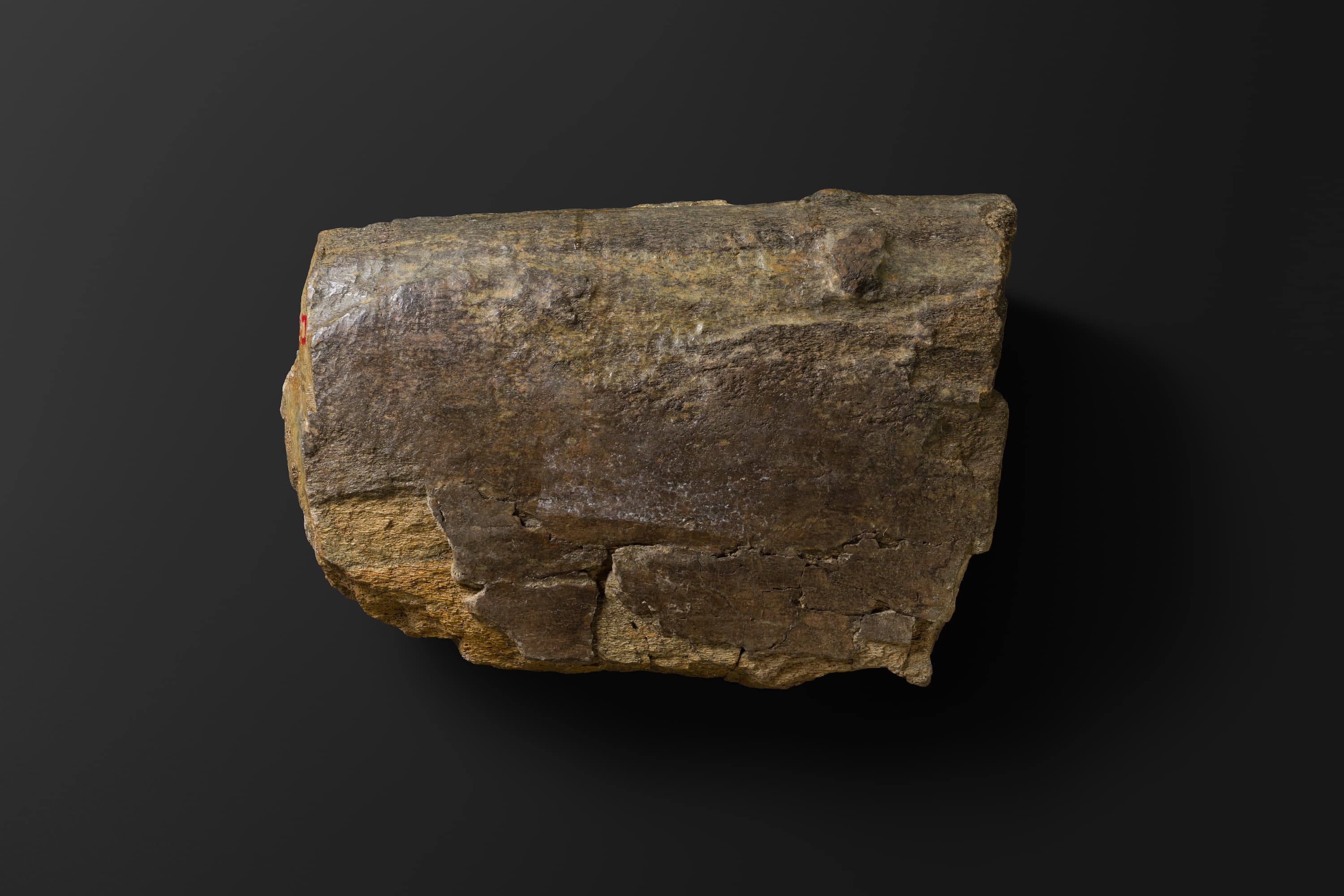 ほ乳類　マムロガワクジラの右下顎骨6_7_2