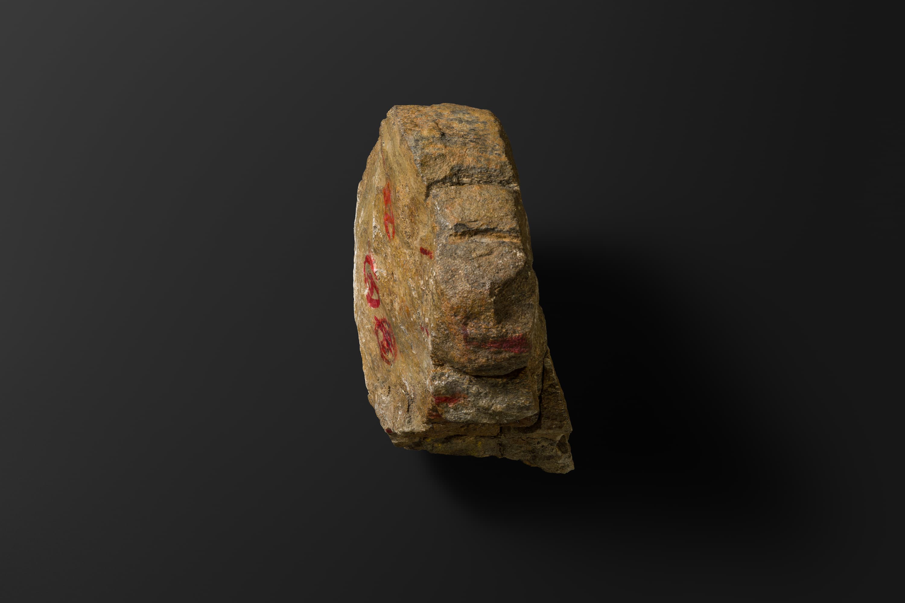 ほ乳類　マムロガワクジラの右下顎骨6_8_2