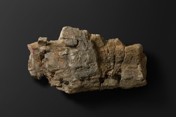 ほ乳類　マムロガワクジラの右下顎骨画像