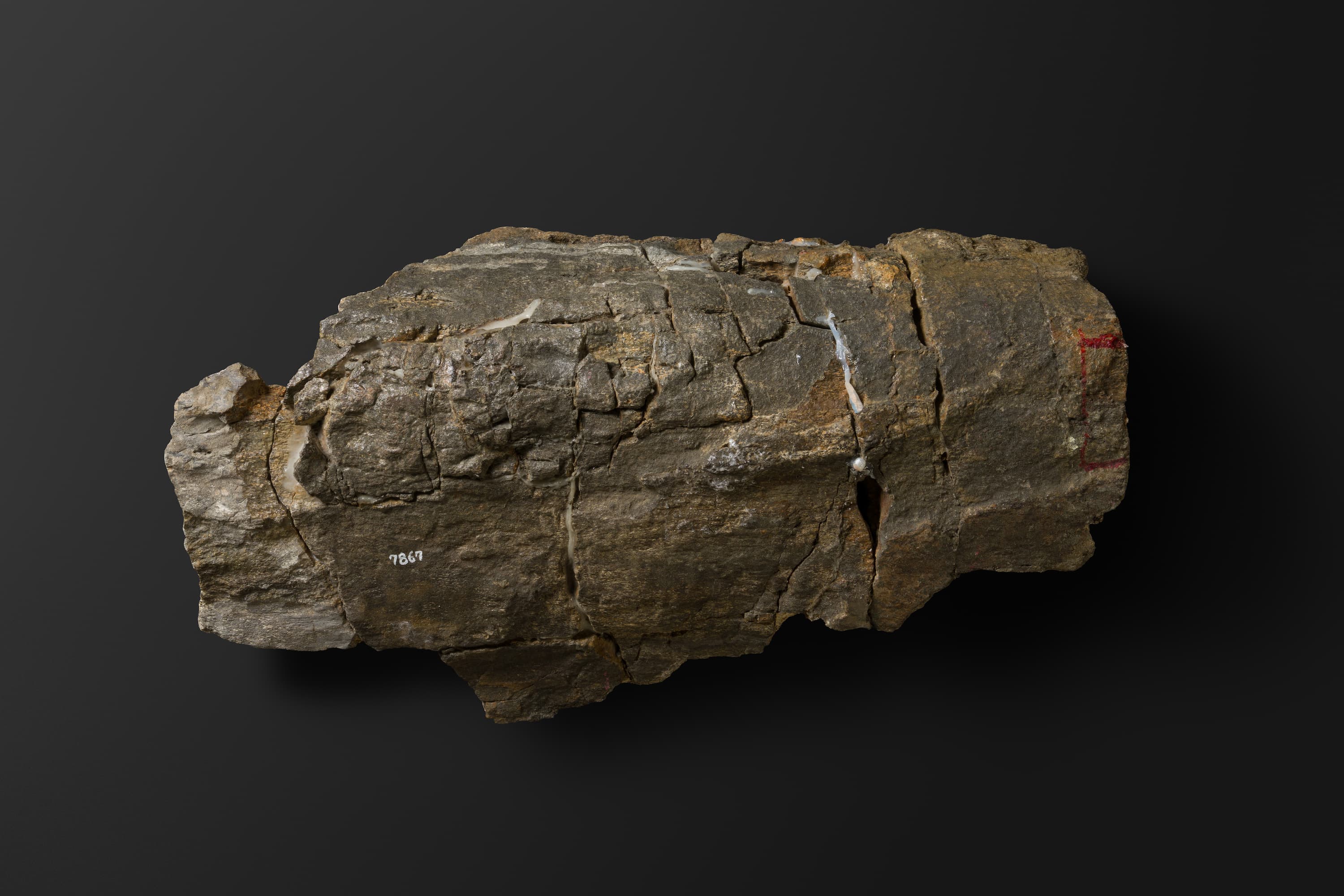 ほ乳類　マムロガワクジラの右下顎骨6_9_2